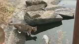 狸花猫：只要胆子够大，这够一星期的伙食了