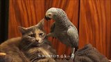 老虎正在洗澡，狗狗大胆一口咬住老虎尾巴，悲剧来了？