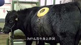 牛身上开洞，牛不会因为感染死亡，反而会因此长命百岁？