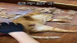 梳个毛把猫气到嘴都肿了，气到模糊，哈哈也太可爱了！