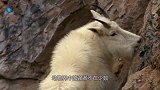 岩羊站在悬崖边上，不停地跺脚挑衅棕熊，镜头拍下搞笑一幕