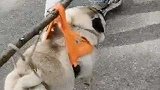 江苏无锡：胖巴哥犬五一出游走不动，主人只好拿棍抬