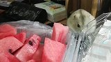 仓鼠背着主人偷吃西瓜，无所谓的样子真逗