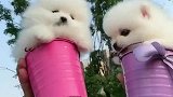 两只茶杯犬