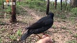 第一见这么笨的八哥鸟，要是回归大自然估计得饿死