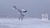 丹顶鹤雪中起舞宛如水墨画