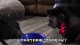 主人新养了一头小猪，家里的猴子看到后，举动笑翻了