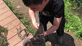 河边捞虾，意外的领养了两只龟
