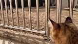 幸亏狗跑的快，如果被狸花猫追上了又是一场恶战
