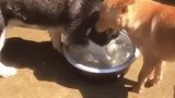 这是被二哈传染了吗