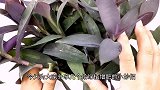 花盆里撒一把它，几天枝繁叶茂，不黄叶不烂根