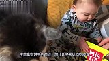狗子就快要吃到饼干了，下一秒小娃的反应，画面顿时好玩了