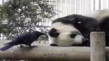乌鸦偷薅熊猫毛，结果当场被抓，大熊猫开始上演“辣手摧鸟”