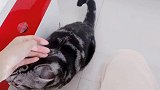 猫咪对主人撒娇，主人抵抗不在，只好给他零食吃！