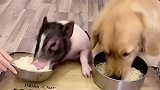 狗和猪吃饭谁比较快，过程真是惨不忍睹，堪比吃饭界的总决赛！