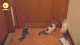 郑重声明,千万不要拿激光笔挑逗猫咪,后果自负!