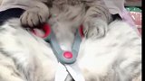 猫：别惹我，惹我我就把尾巴剪了！