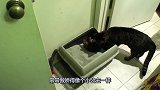 小猫一回家就躺在猫砂盆，猫妈妈伸出爪子教训小猫，心疼小猫三秒