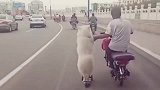 汪星人老铁们，看看我们两个像不像一对热恋中的小情侣