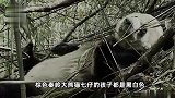 棕色大熊猫七仔是基因缺失突变，目前发现棕色大熊猫都是秦岭山系种群