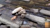 孤独的狗狗 自己利用河流玩球 网友：心疼！