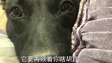 马犬半夜跟主人撒娇要出去玩，主人裹着被子带它俩去，太有爱了