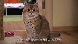 宝宝一口含住猫咪尾巴，猫咪正想发怒，回头见是小主人秒变初恋脸