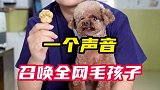 挑战一个视频打开狗狗的可爱开关