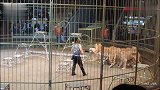 俄罗斯马戏团果然厉害，狮子老虎都能变成听话的大猫