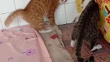 黄猫：我可是家里的老大，难道还怕你不成么！
