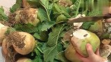教你在家腌芥菜，30天就能吃，鲜香入味，做法简单一看就学会