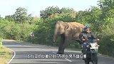 大象闯入村庄肆意破坏，村民试图驱赶，谁料大象突然发难了！