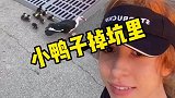 鸭子掉进下水道了，那么为什么小鸭会成群跟着妈妈走
