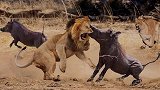 狮子惹毛了疣猪——疣猪冲到狮子旁狠狠咬了一口