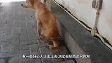 狗子后腿残疾在地上艰难拖行，路人心疼要抱，下一秒意外突然发生