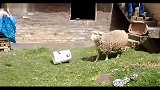 美国主人坏心捉弄羊羔，脱困后羊愤怒的追着主人跑