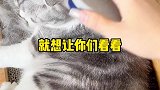 软软的硅胶，猫咪老享受了，真的是一个让猫咪欲罢不能的小梳子