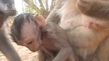 独一无二的好猴妈玛丽亚总是与它的孩子分享食物，非常称职的猴妈