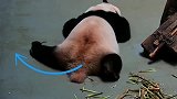 熊猫：不要打扰我，我在练瑜伽