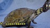日本这种乌龟似传说中的玄武  一百万都不卖