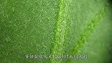 草莓到底有多脏？镜头放大100倍，看完头皮发麻！
