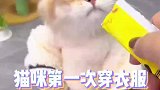 猫咪第一次穿衣服不会好好走路了