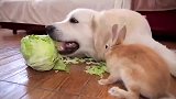 狗狗抢兔子的白菜吃，金毛嘴大吃得快，把兔子急得团团转！