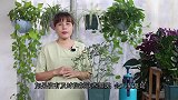 7月，对付月季黑斑白粉，用一粒“它”轻松搞定！