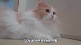 猫咪一秒神技扑倒麻雀，令人叹为观止，猫：你们对速度一无所知！