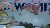 舀了一勺鱼放鱼缸