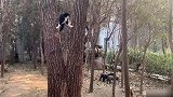 猫狗大战：两条卡斯罗把猫逼到树上，结局让人意想不到！