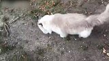 草地上玩耍的猫咪，看这可爱的小样子，抱回家好不好