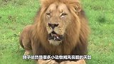 狮子为什么会惧怕“马赛人”？跟着镜头感受一下，你也会怕