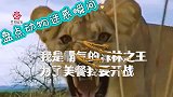盘点动物迷惑瞬间，我是霸气威武的森林之王，为了美餐我要开战